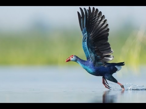 wetland-tour---multi-days-colombo